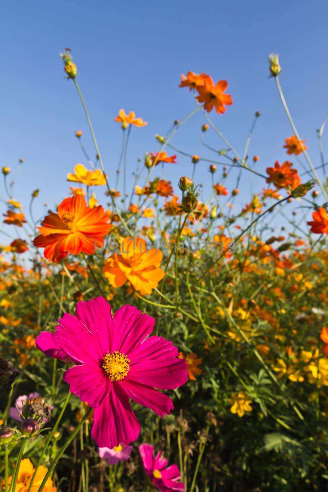 Cosmos flower garden  and blue sky