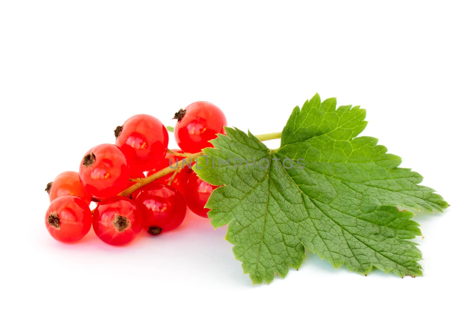Red currant isolated on white background