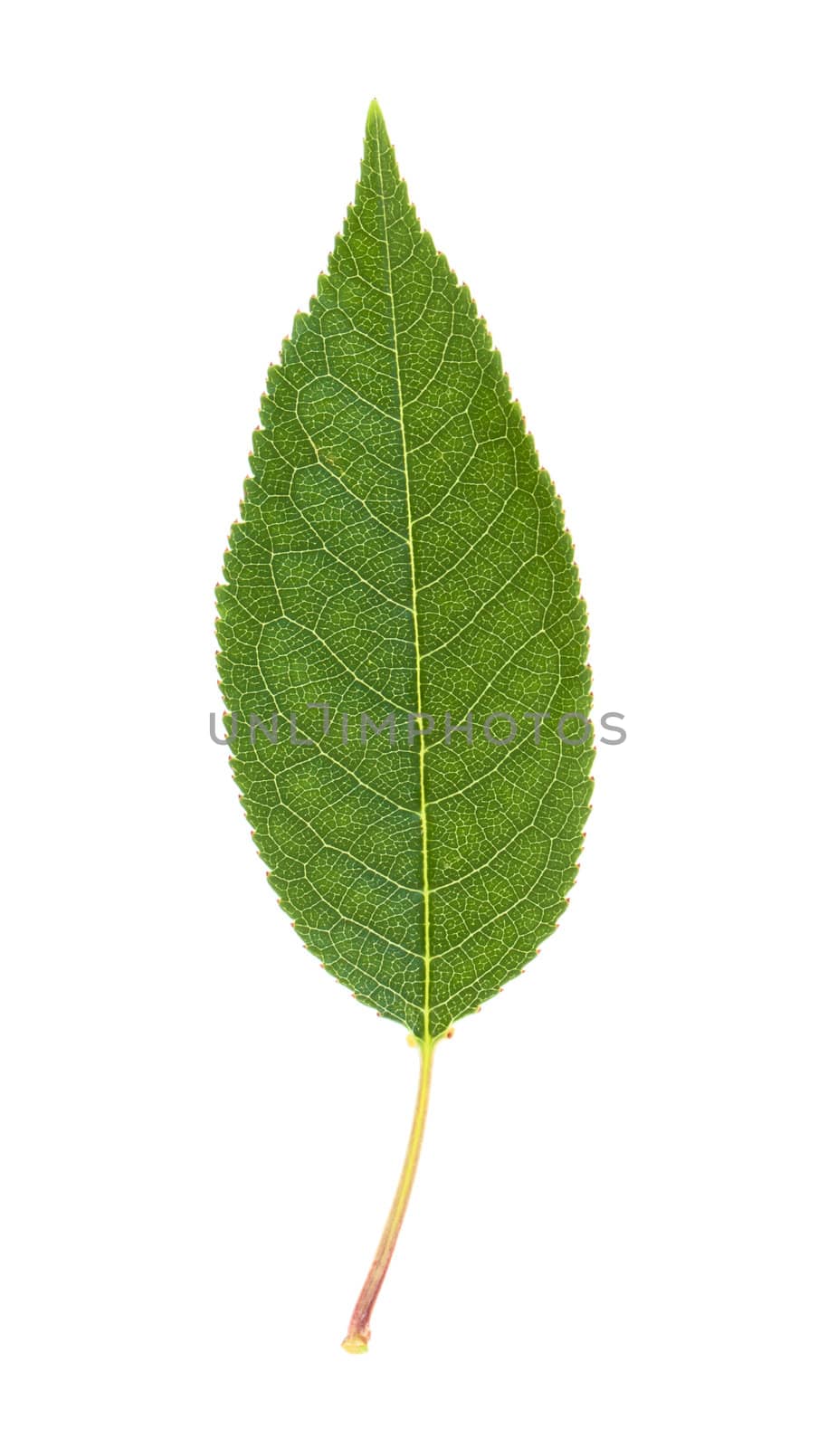 Cherry leaf isolated on white