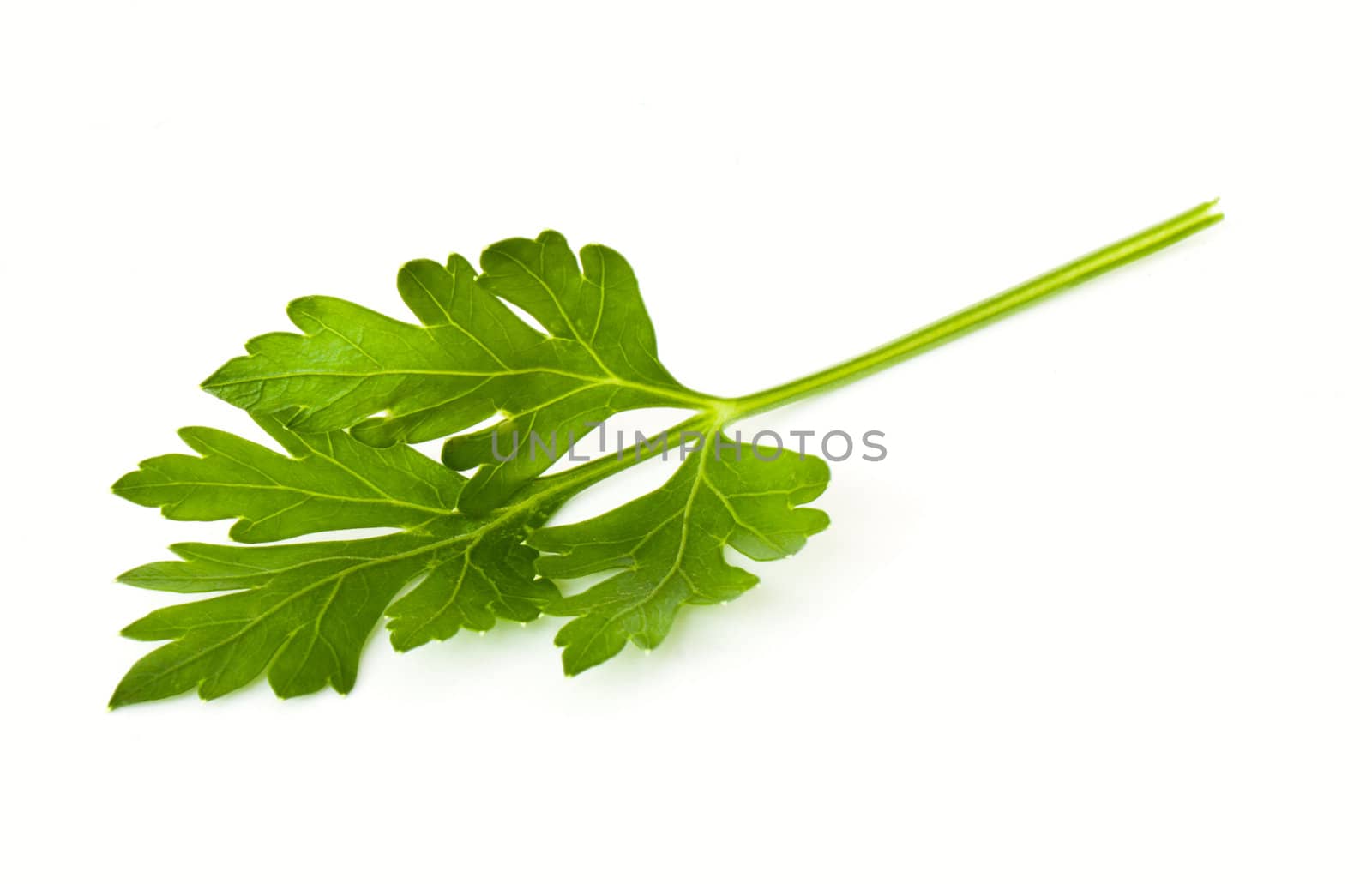 Leaves of parsley isolated on white background