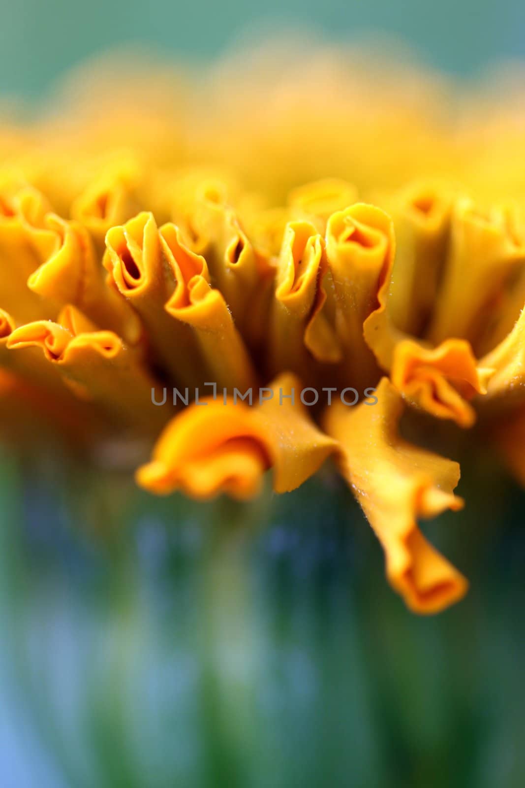 close up macro of a taishan orange marigold