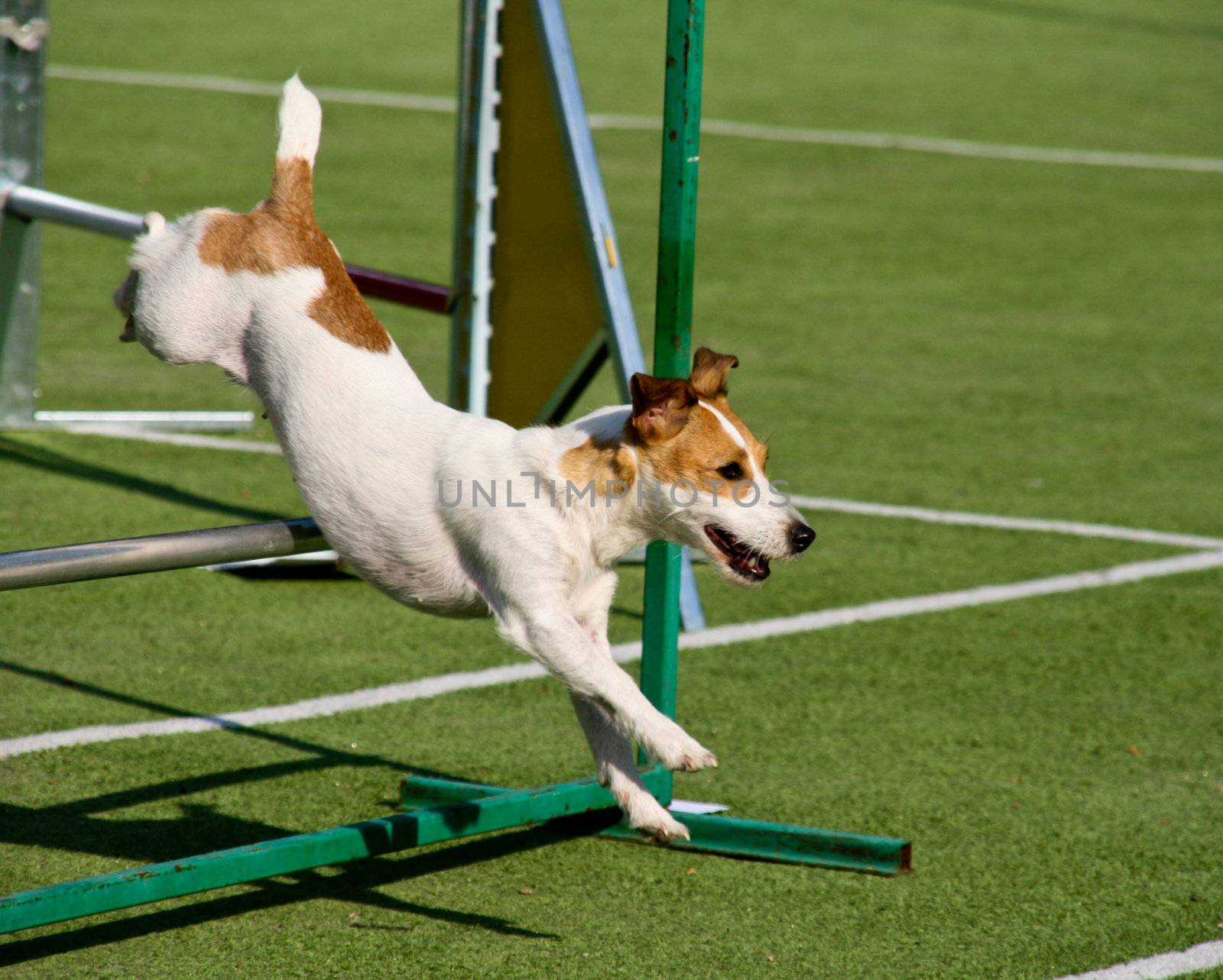 Agility dog with a jack russell terrier