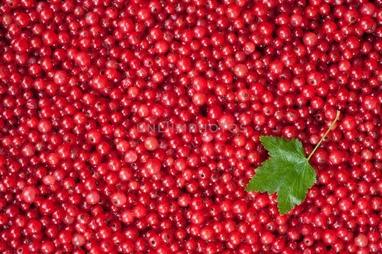 Berries of a red currant by alexcoolok