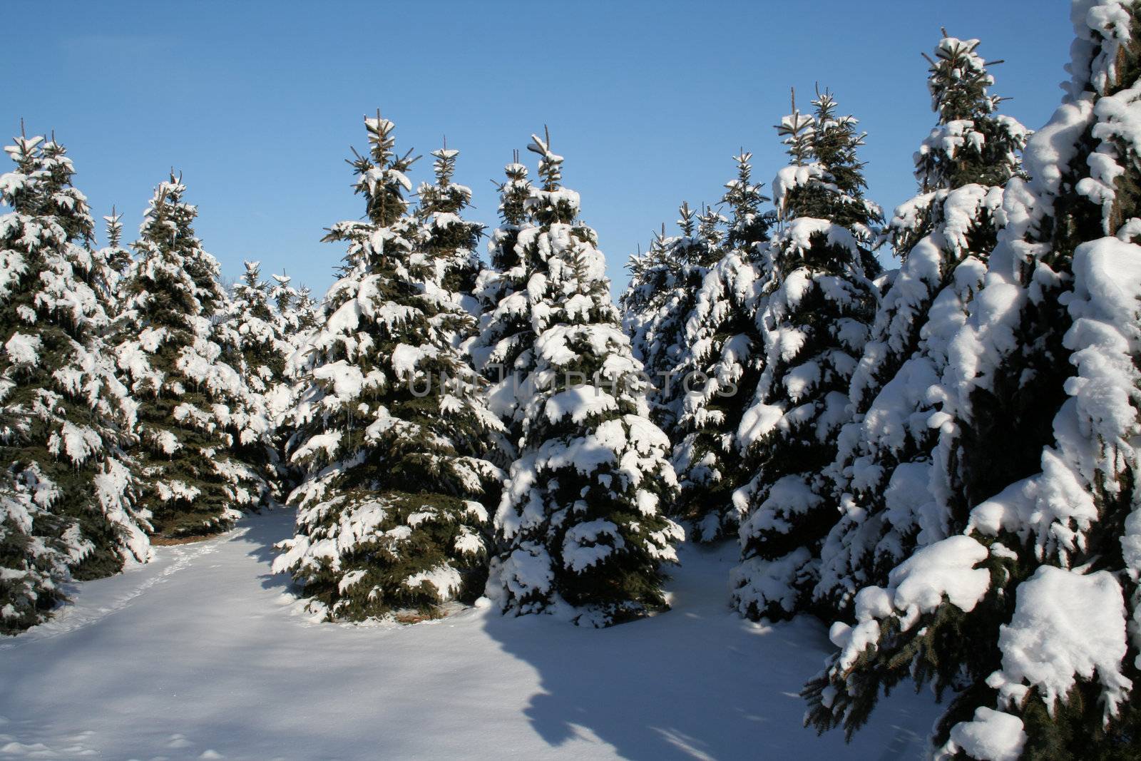A bunch of snowy evergreens.
