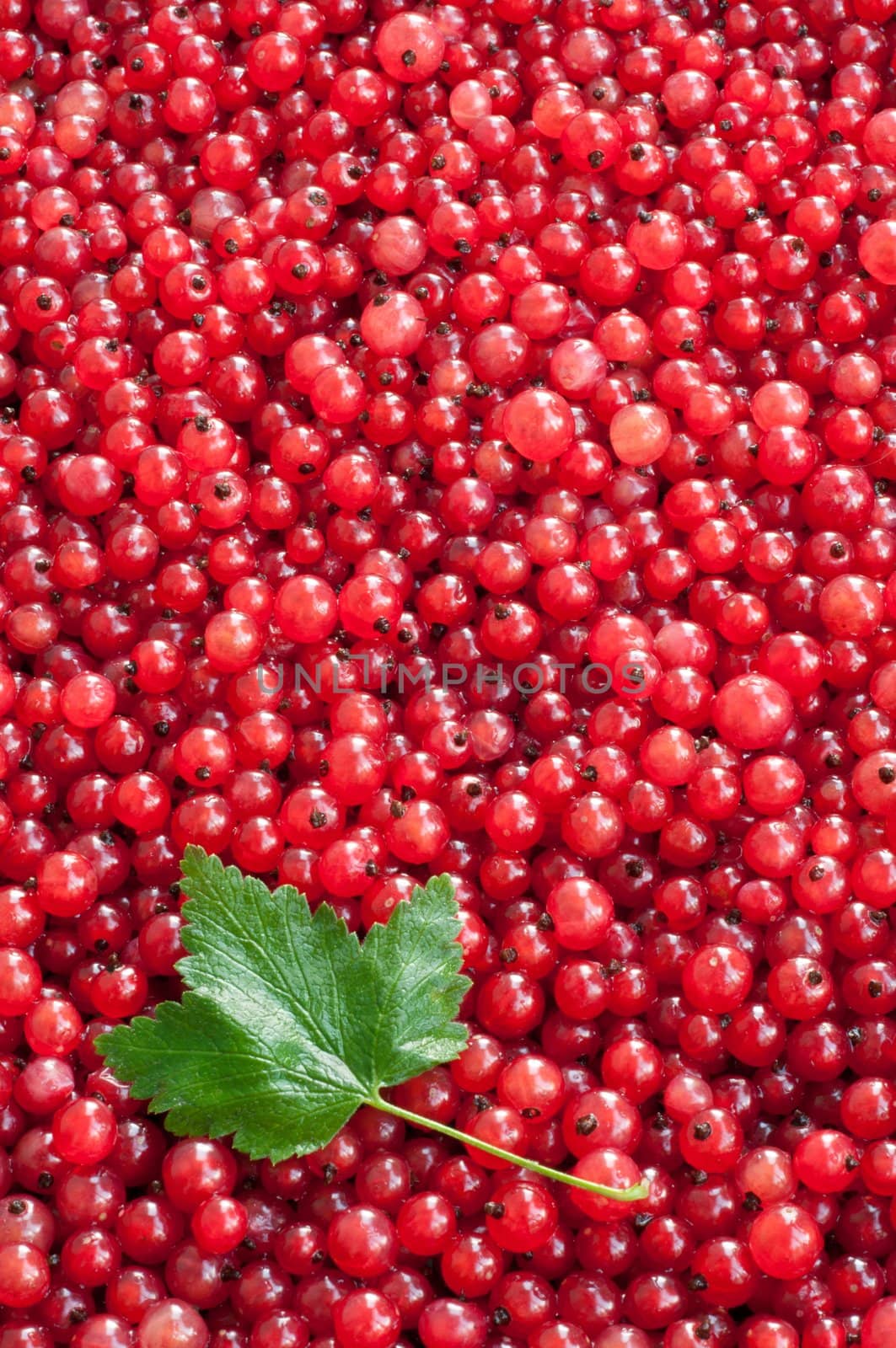 Natural background: berries of a red currant. Summer, July,. Summer, July, the Central Russia
