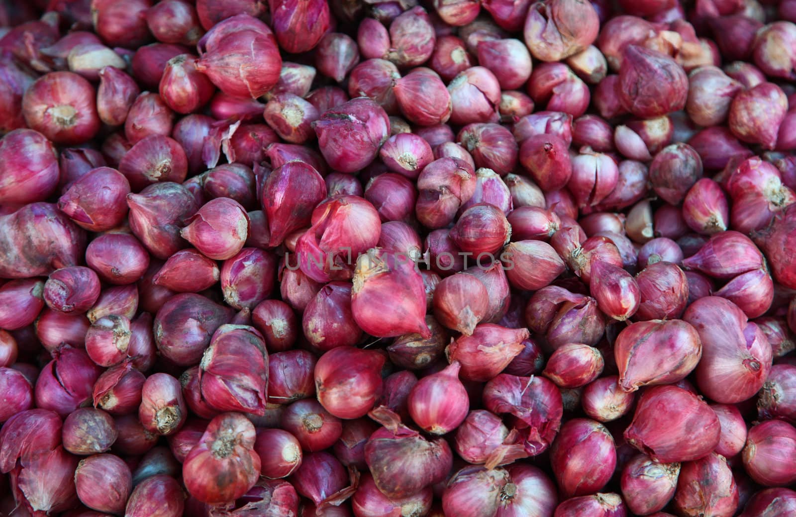 Stock Of Red Onion Bundles by nfx702