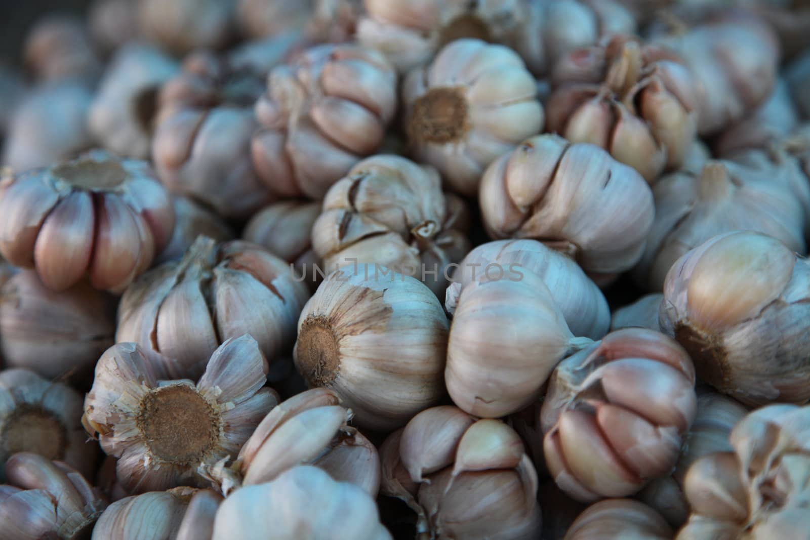 Closeup Of Bunch Of Dried Garlic Heads
