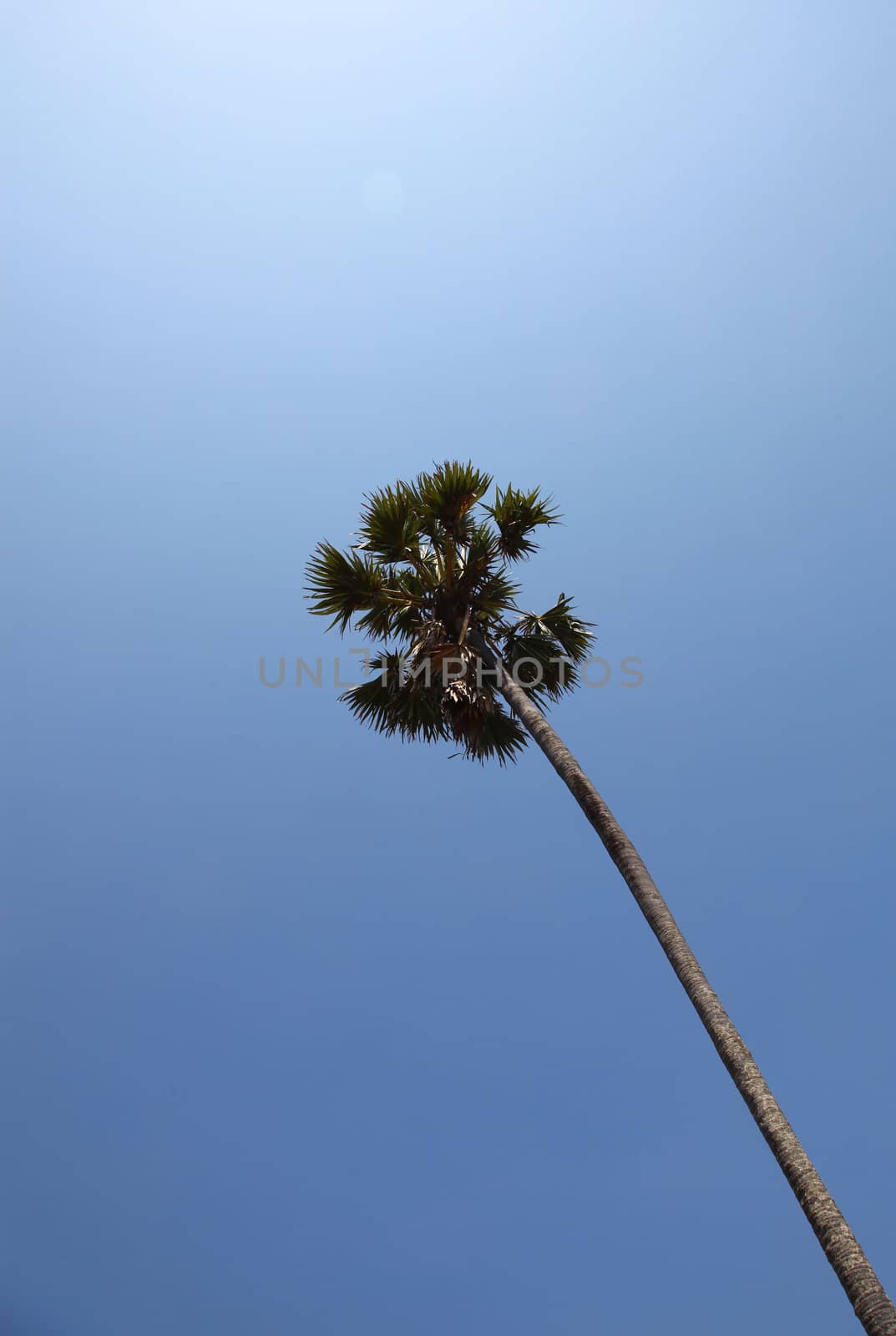 Tall Single Coconut Palm Tree On A Serene Blue Sky