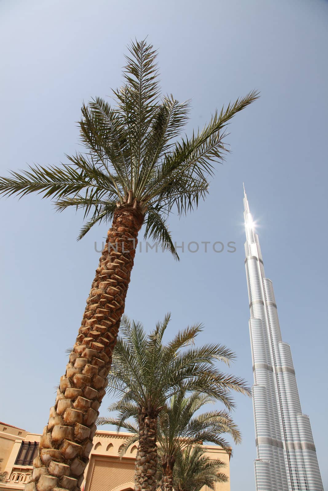 DUBAI, UAE - 2/11/2011: Palm Trees View With Burj Dubai Skyscraper On Background