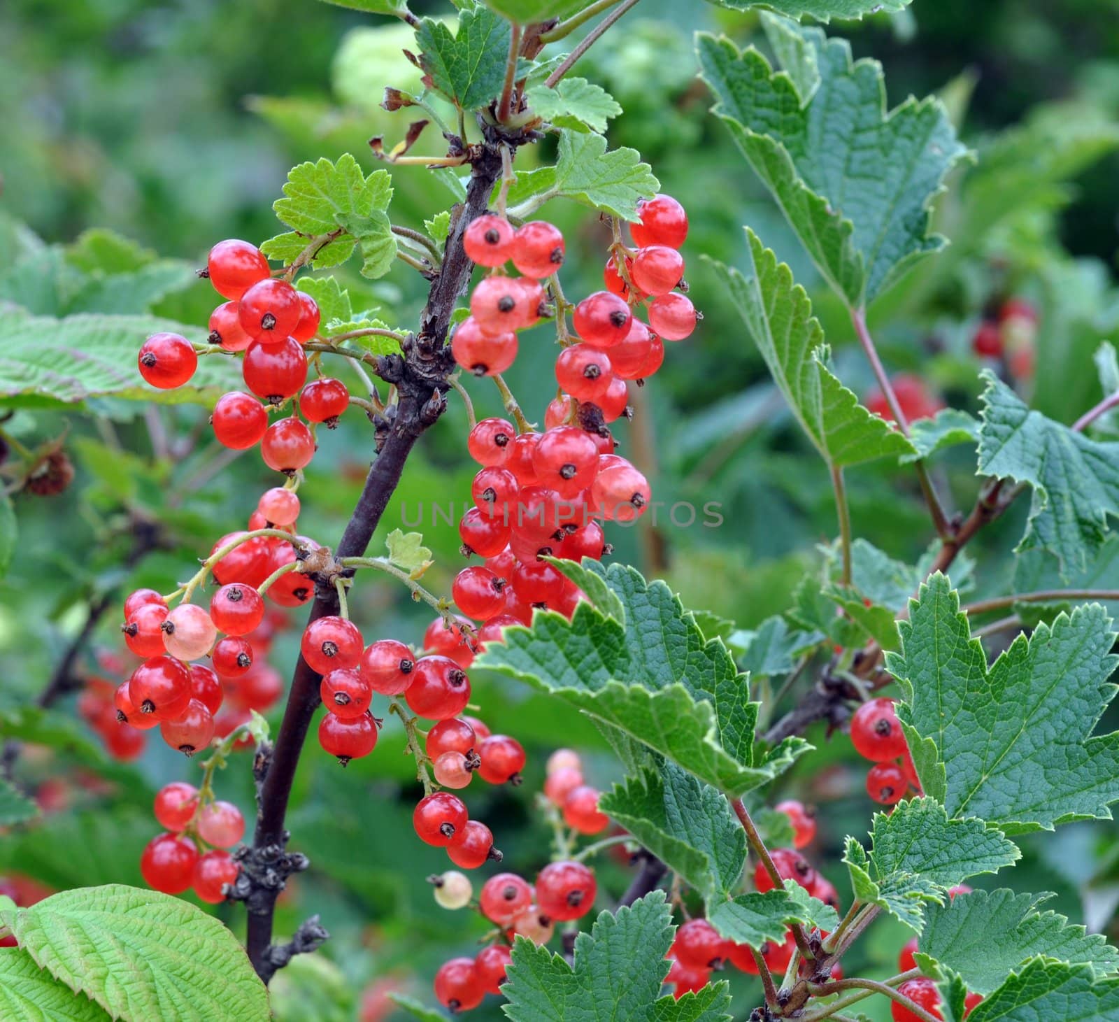 Red currant by alexcoolok