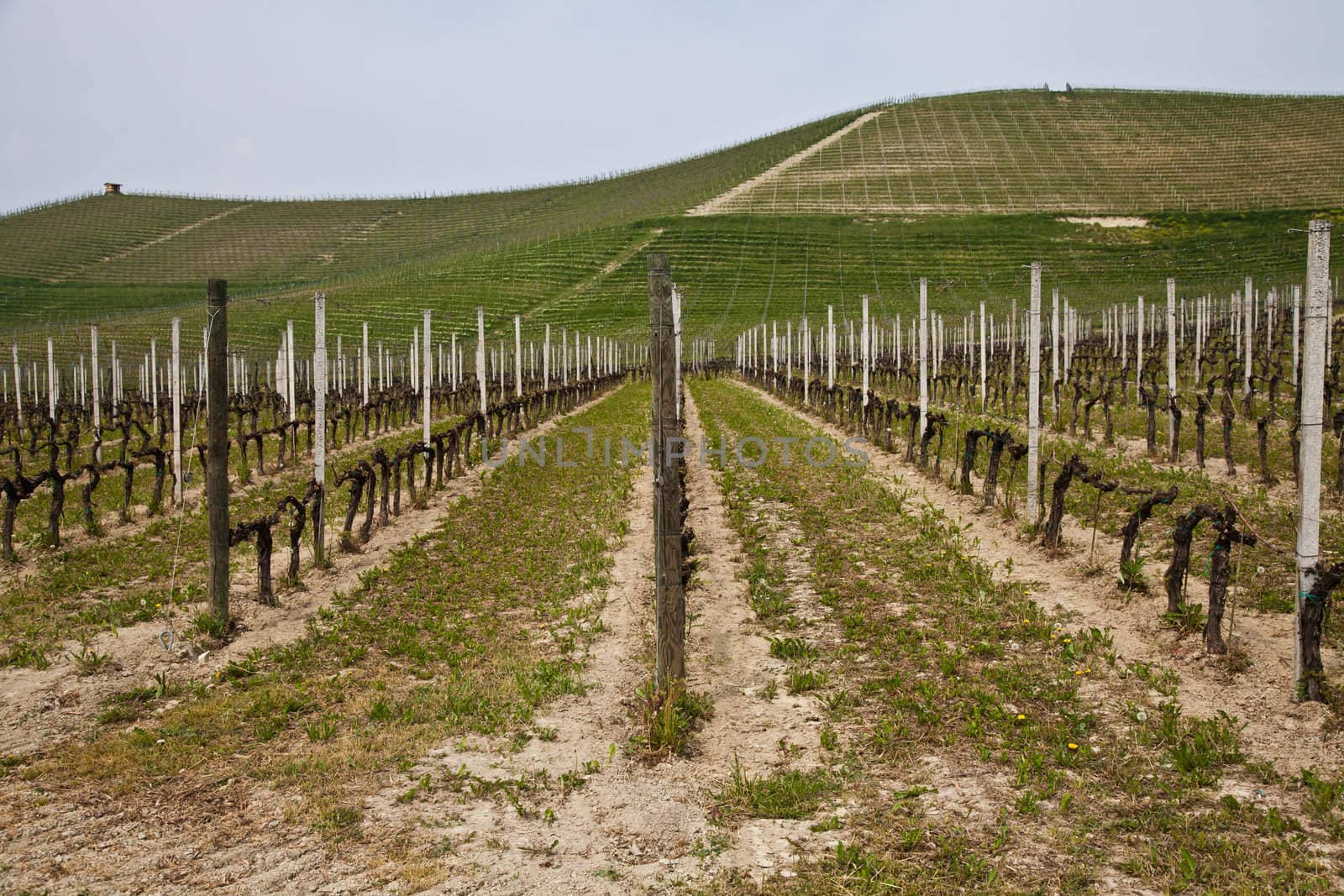 Barbera vineyard during spring season, Monferrato area, Piedmont region, Italy