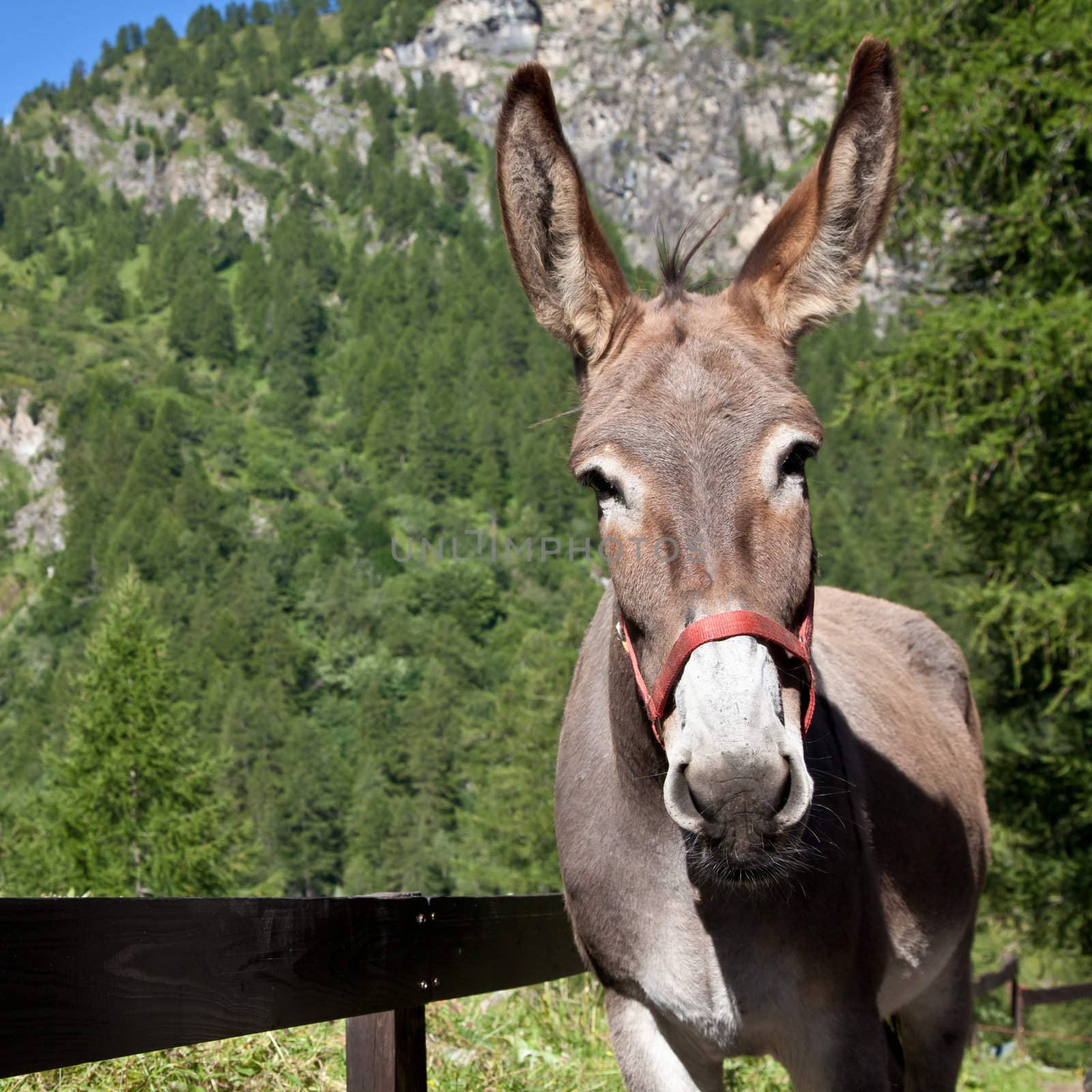 Free donkey on Italian Alps, looking to the camera