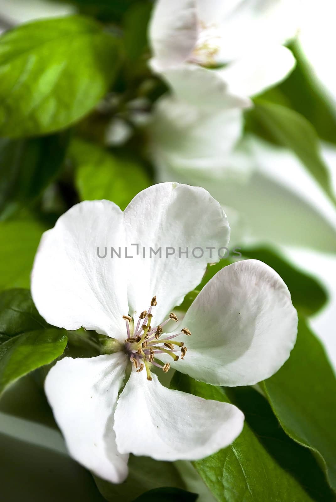 quince blossom by Dessie_bg