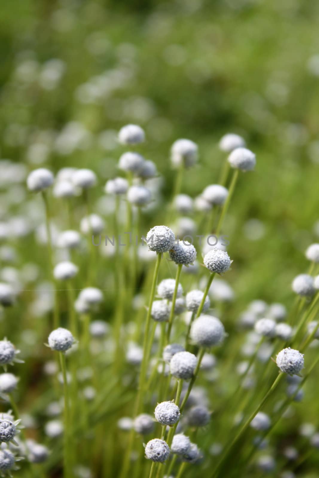 A background of soft white flowers which are in the shape of baseballs.