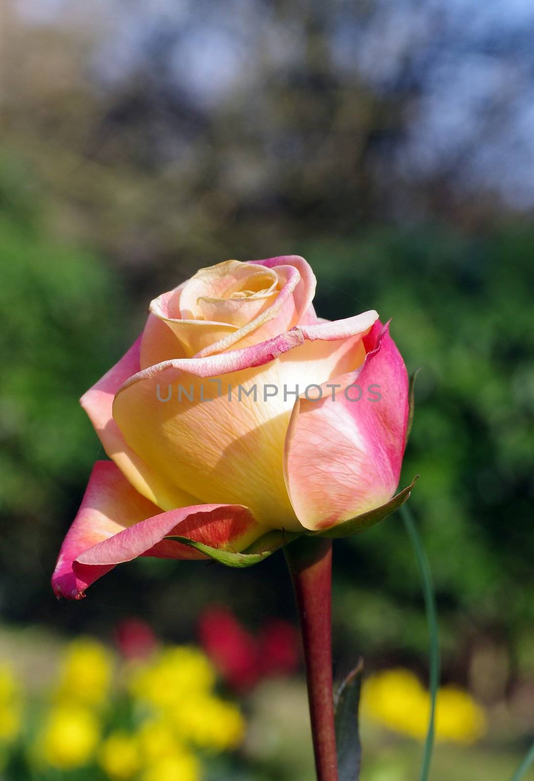 Rose macro by FotoFrank