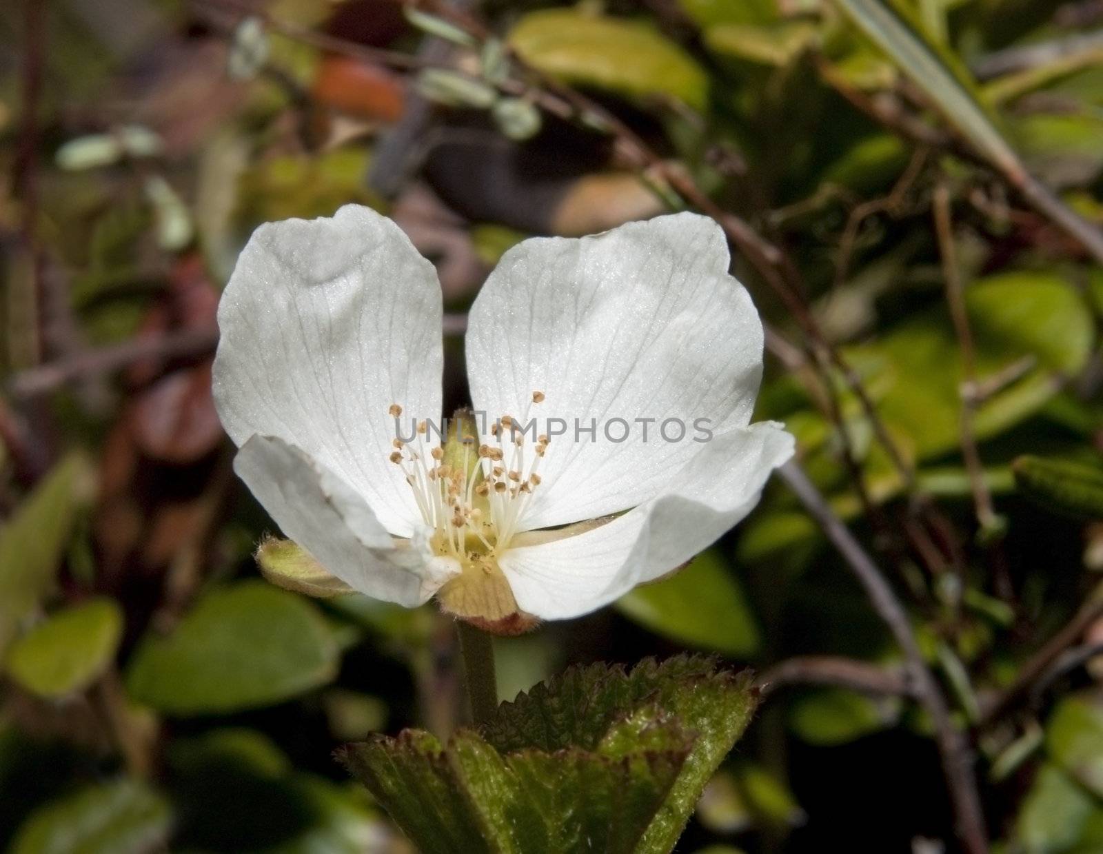 cloudberry flower in the wild