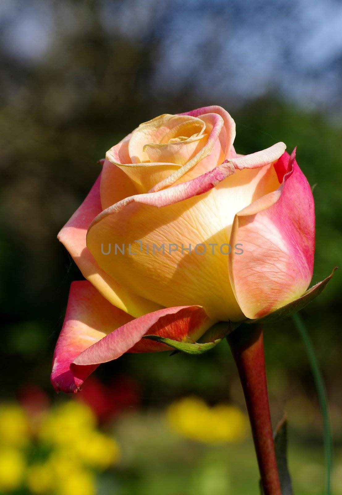 Rose Macro 2 by FotoFrank