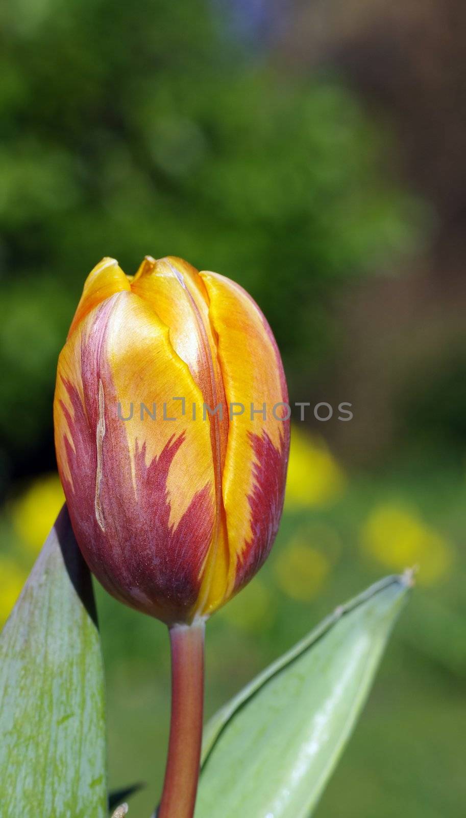 Tulip by FotoFrank