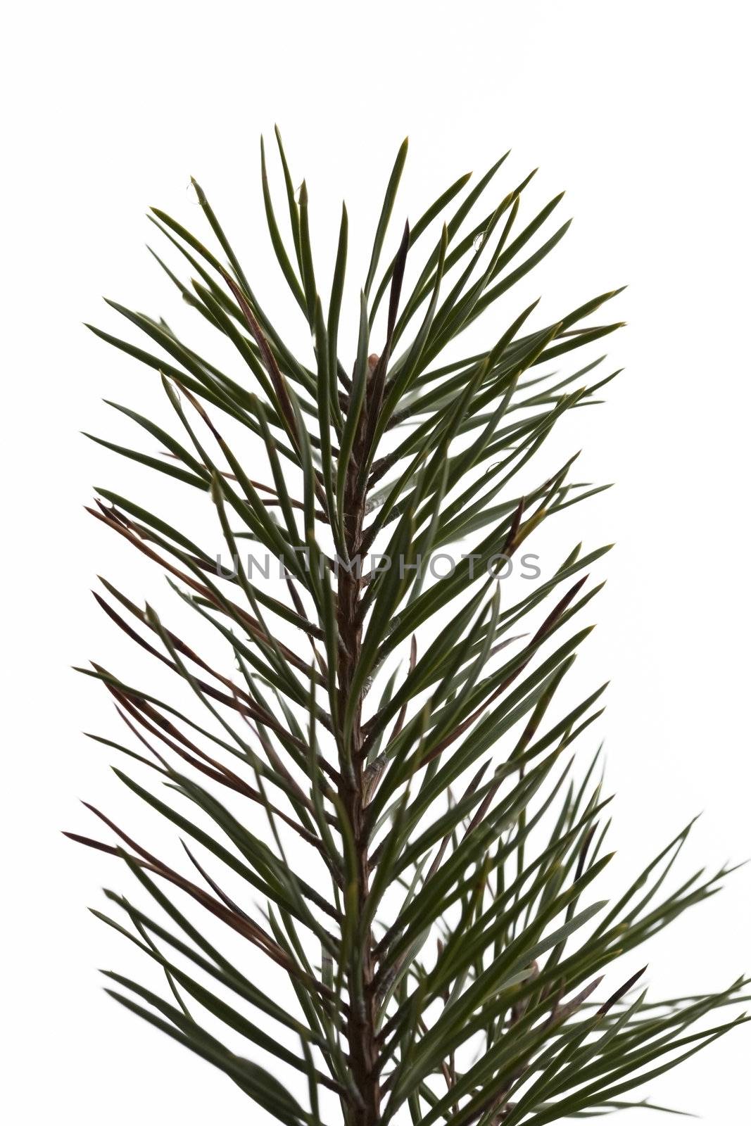 Pine branch on a white background