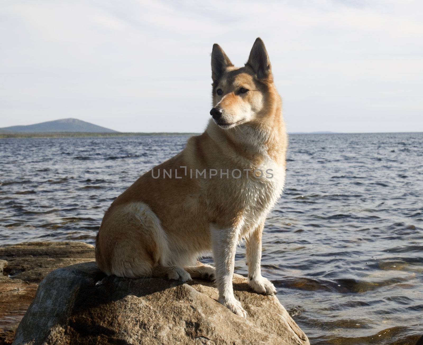 A dog on a rock by AleksandrN