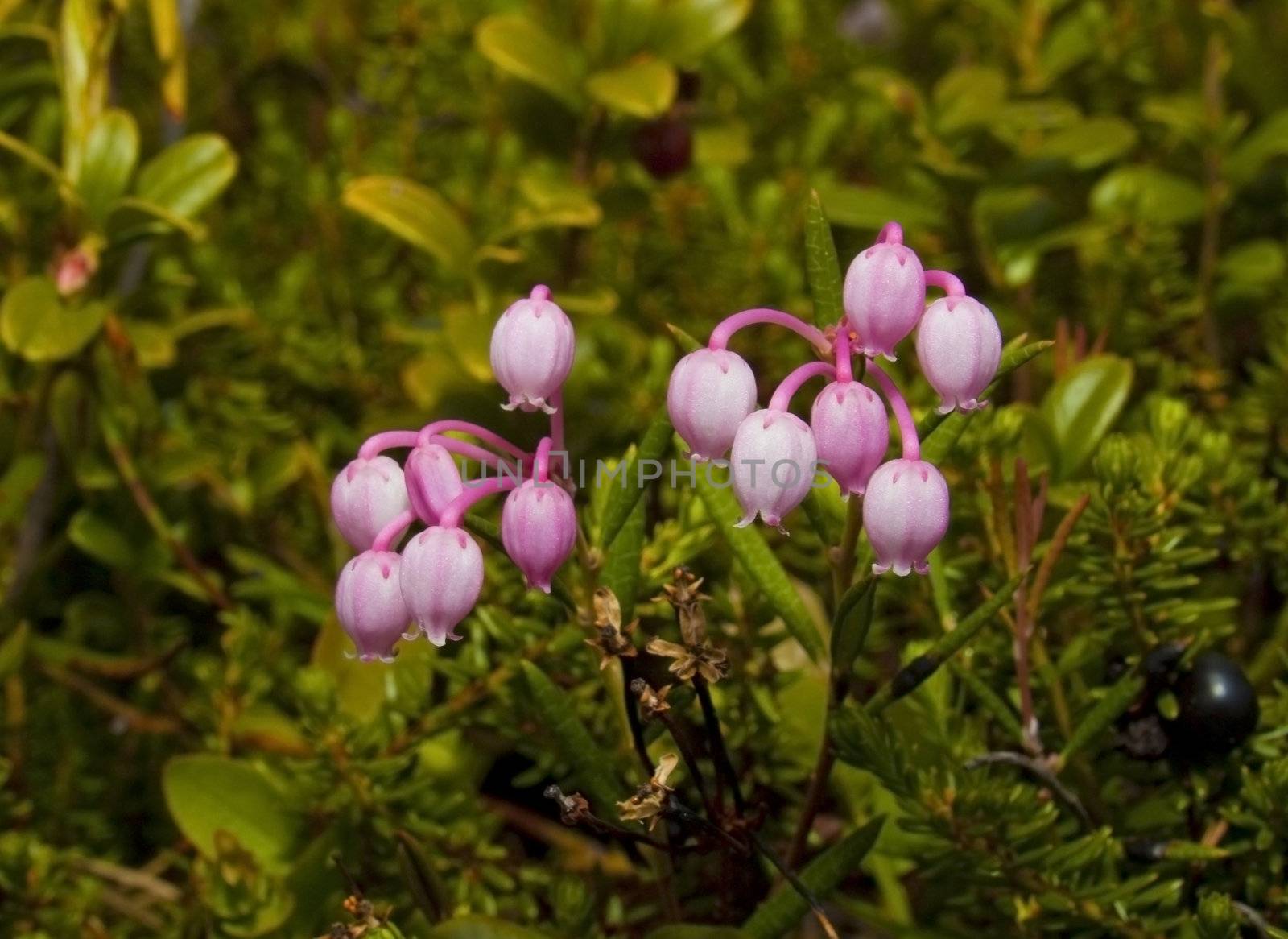 Blooming Andromeda polifolia in vivo