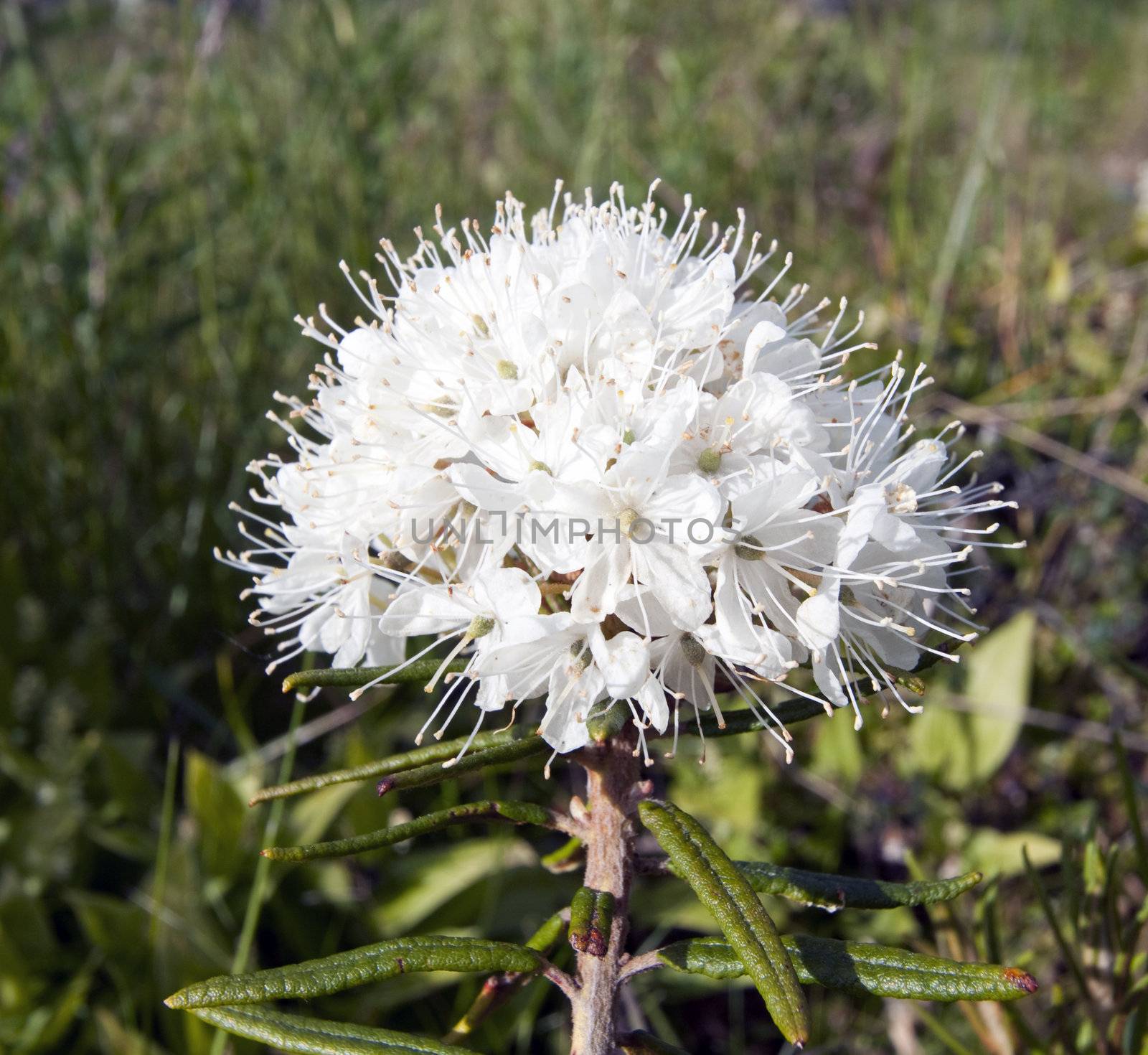 Rhododendron palustre Ledum palustre L   by AleksandrN