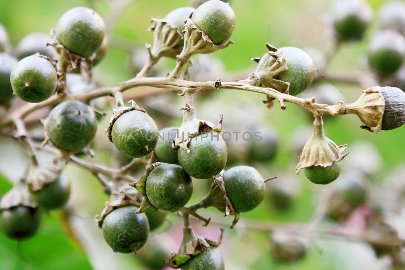 growing green fruits