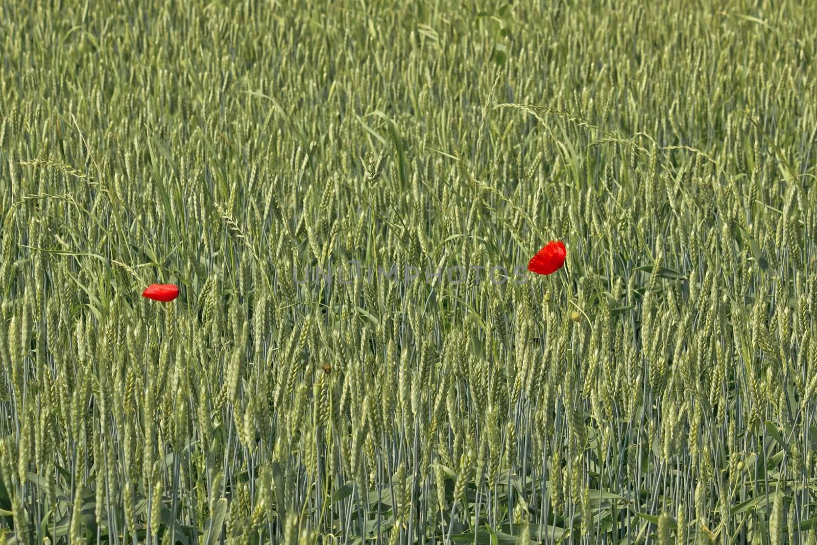 Two poppy flowers in wheat field by xbrchx