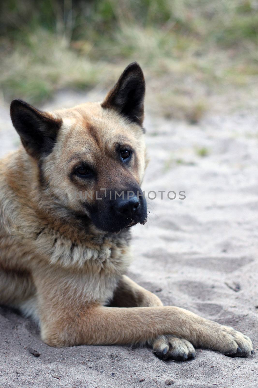 Portrait of a mongrel with crossed legs.