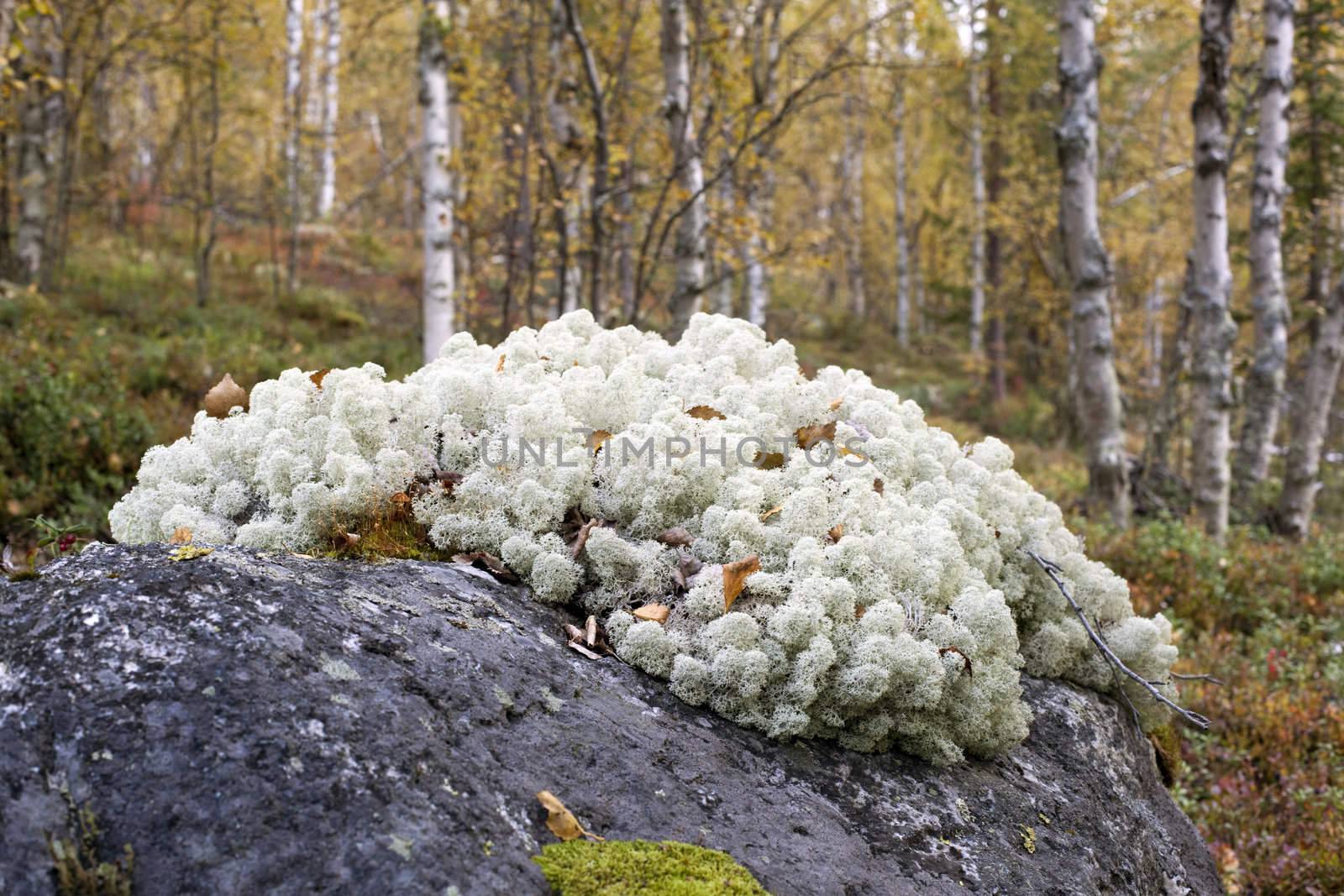 Reindeer lichen under natural conditions. Autumn