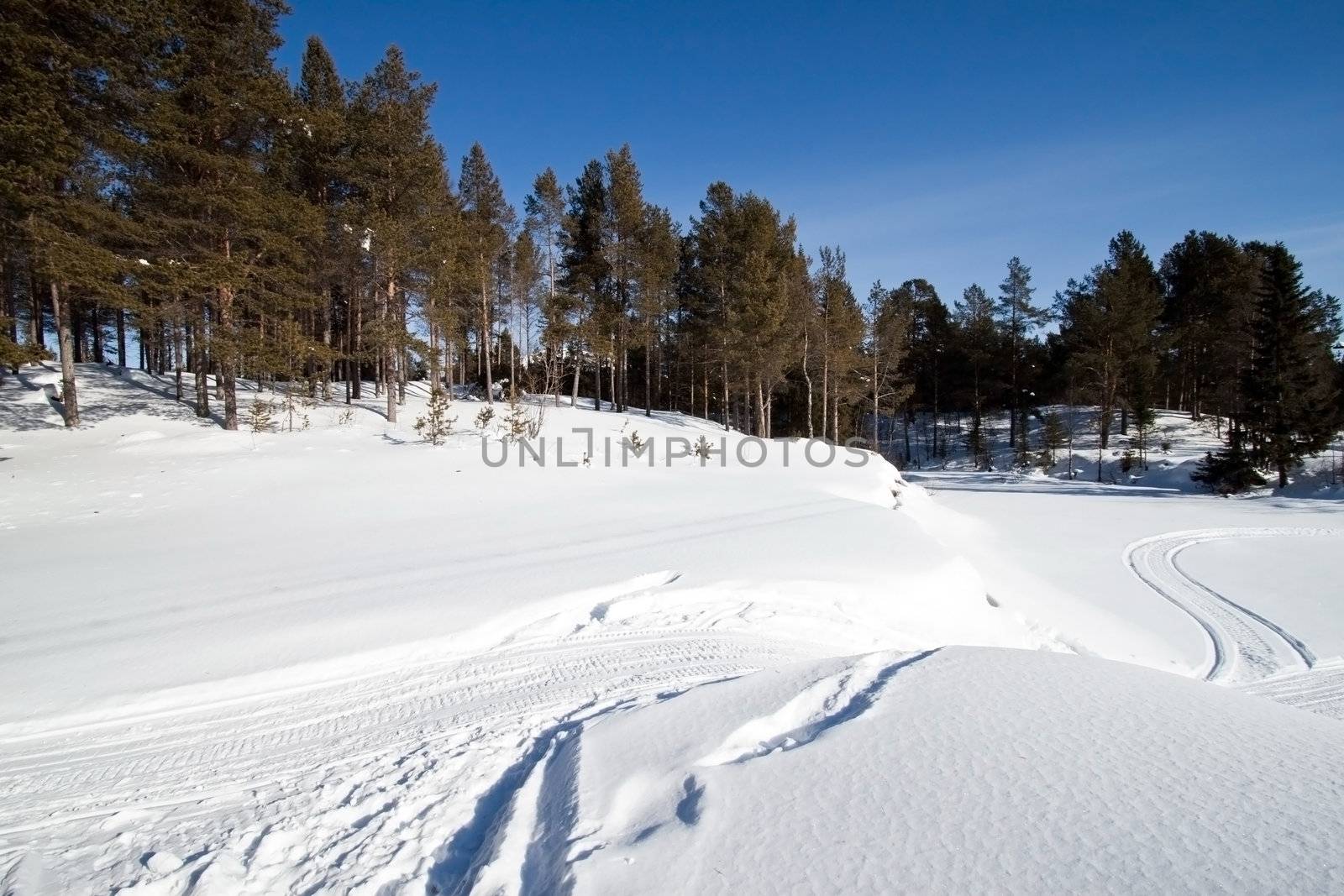 Winter landscape in the woods on a sunny day