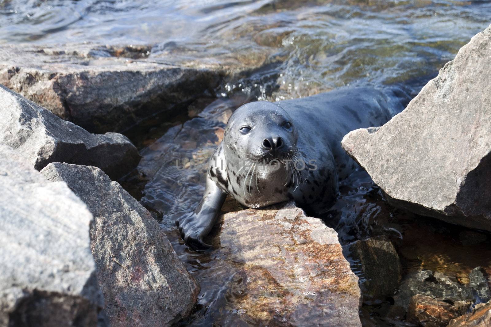 Belek baby harp seal Pagophilus groenlandicus in the White Sea, Gulf Kadalakshskom