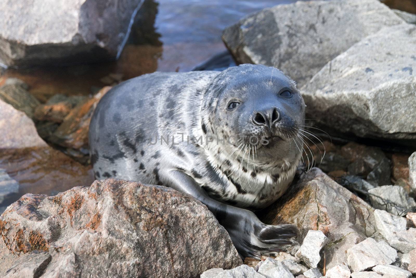 Belek baby harp seal Pagophilus groenlandicus in the White Sea, Gulf Kadalakshskom