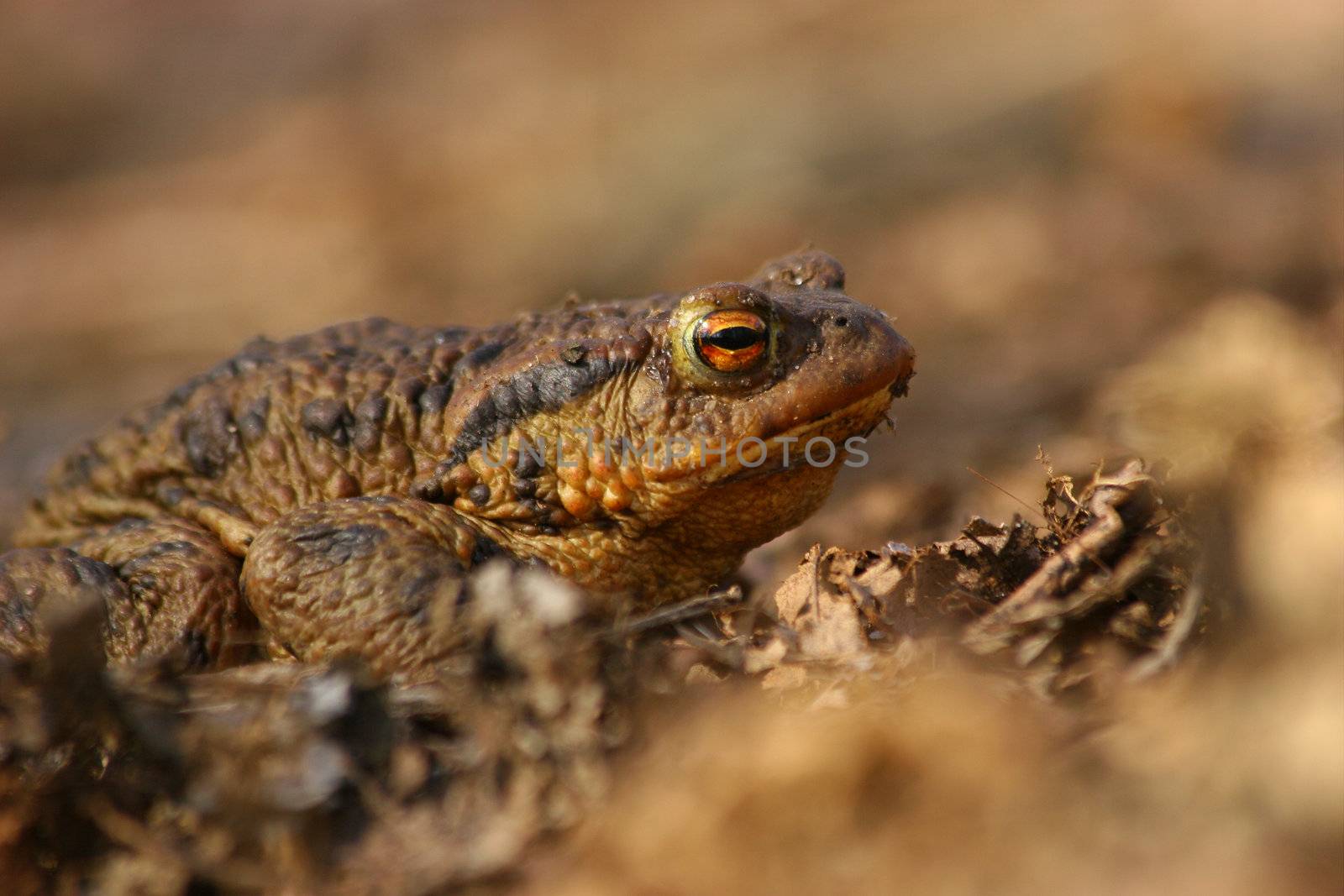 Ccommon toad (Bufo bufo) in early spring shortly after leaving  their winter hiding