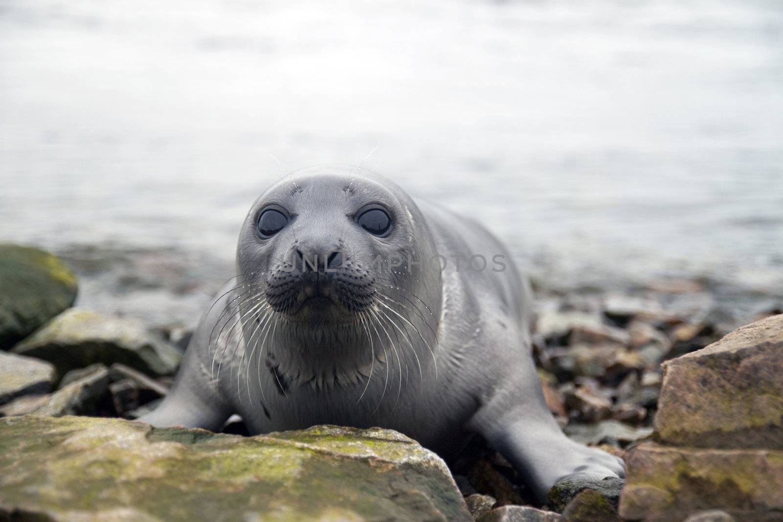 Belek baby harp seal Pagophilus groenlandicus in the White Sea, Gulf Kandalakshskom