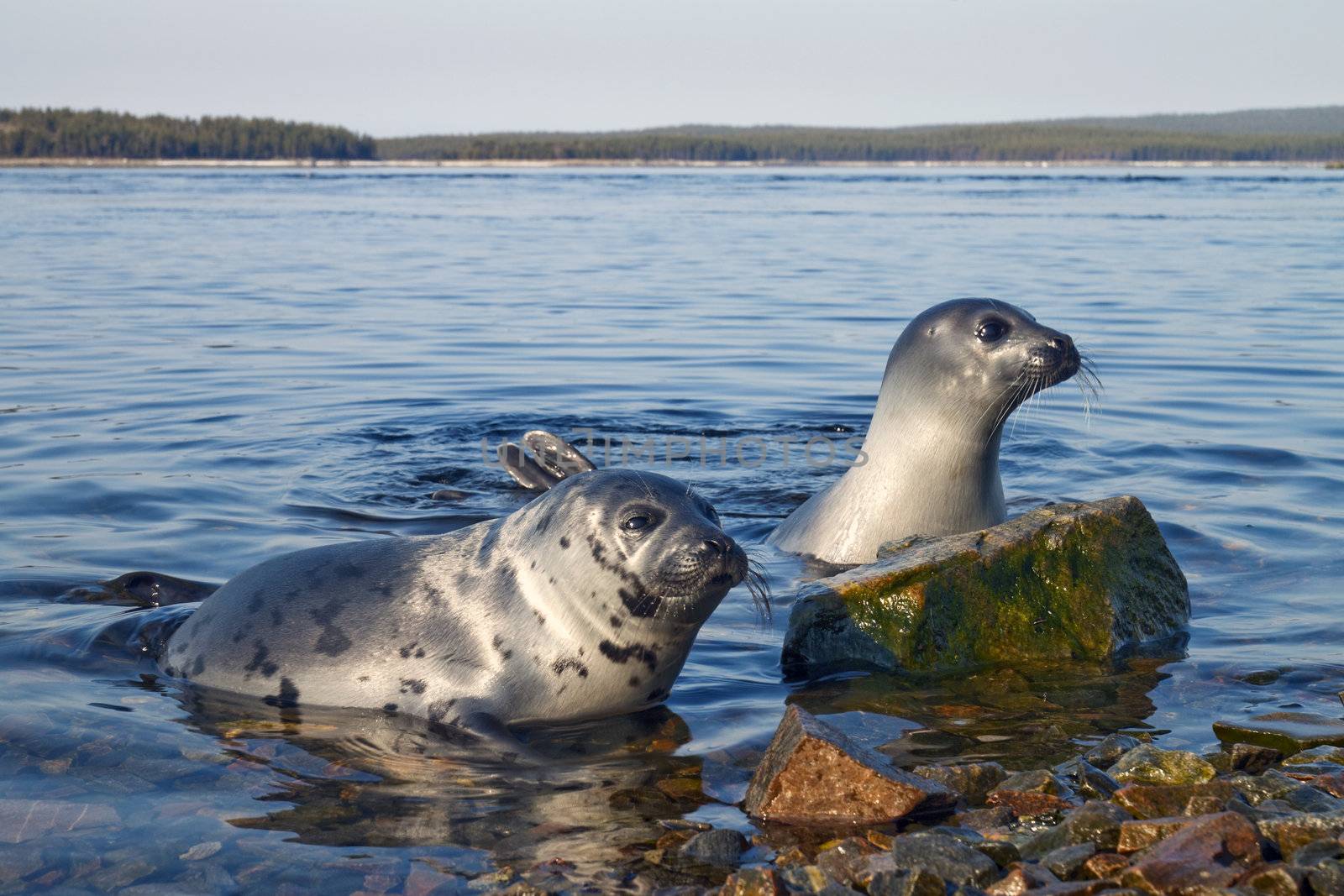 Seals by AleksandrN