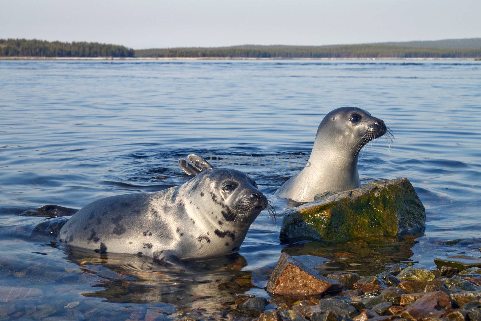 Belek baby harp seal Pagophilus groenlandicus in the White Sea, Gulf Kandalakshskom