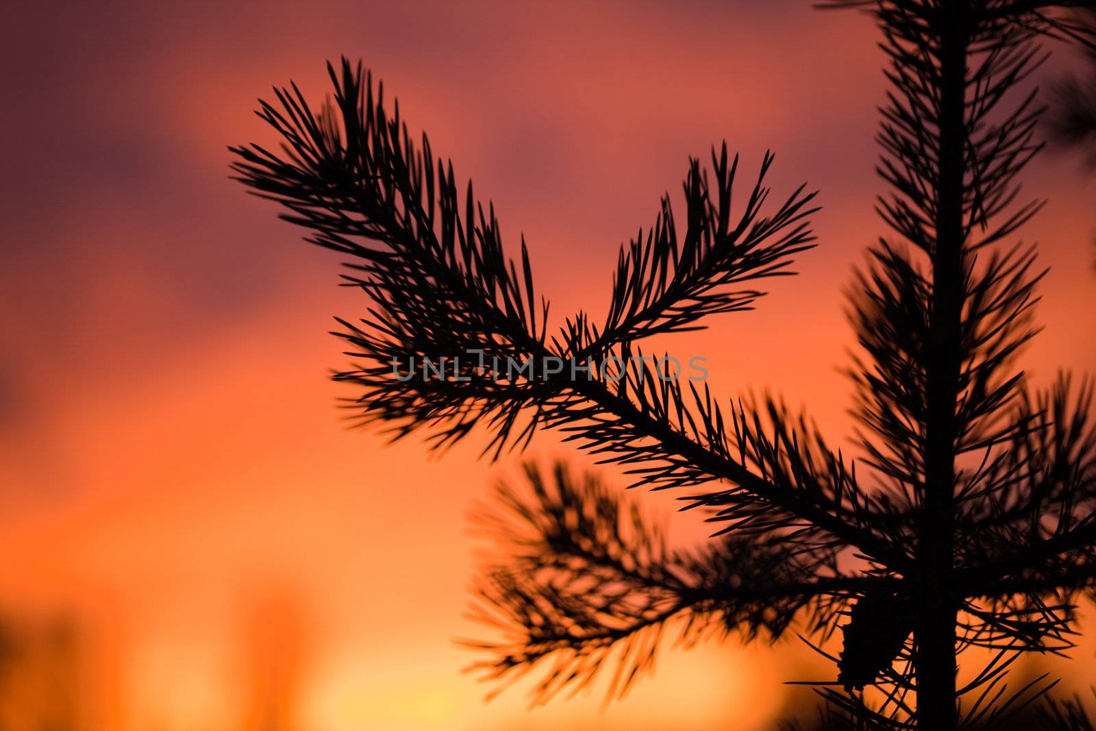 Pine branch against the background of red sunset