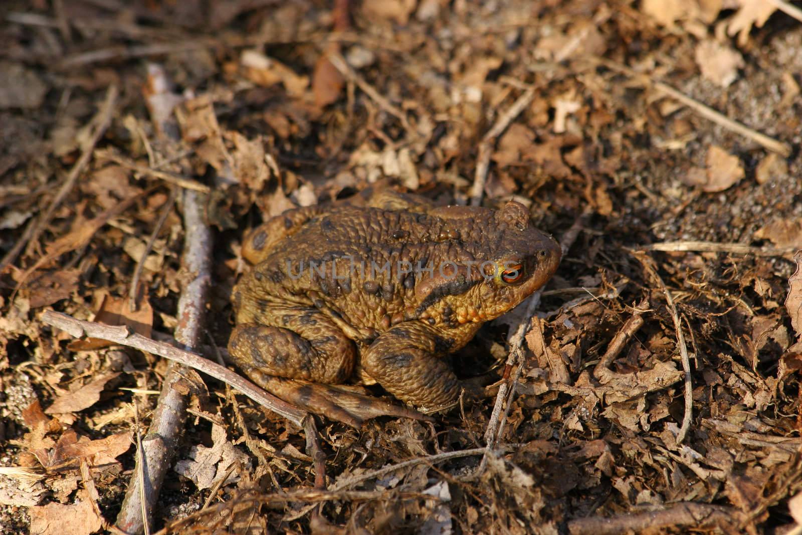 Ccommon toad (Bufo bufo) in early spring shortly after leaving  their winter hiding