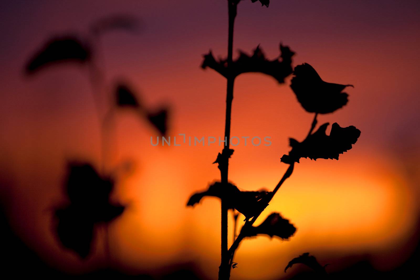 Branches with leaves on the background of red sunset