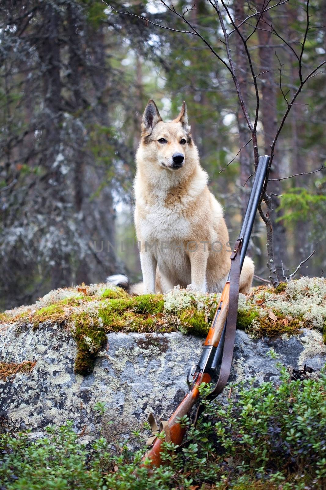 Hound on the background of the forest and the gun