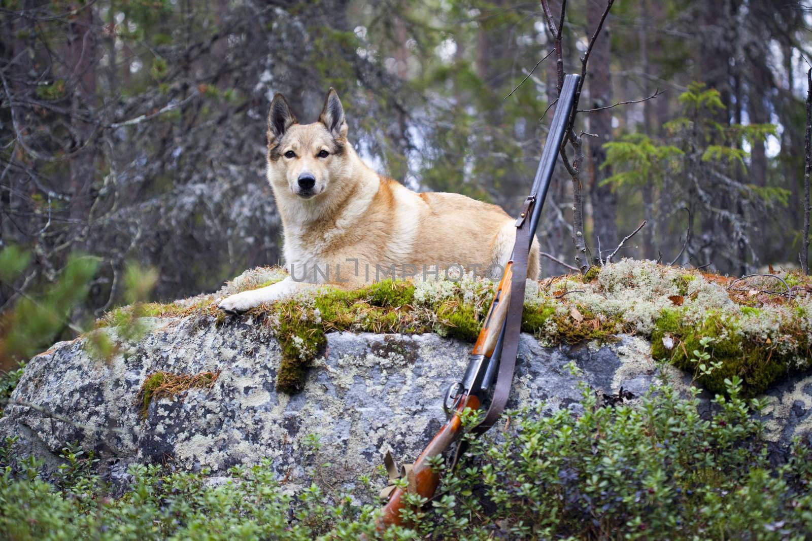 The dog Laika on the background of the forest. Autumn