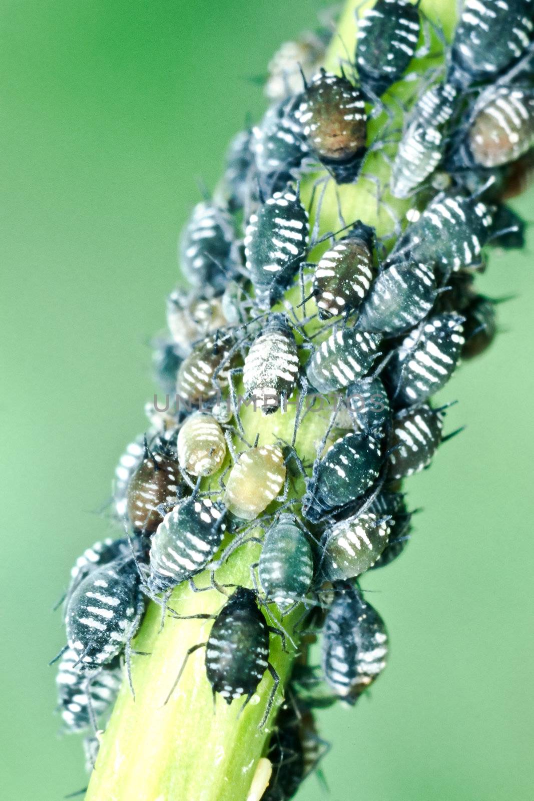 Colony of Elder aphids, Aphis sambuci by PiLens