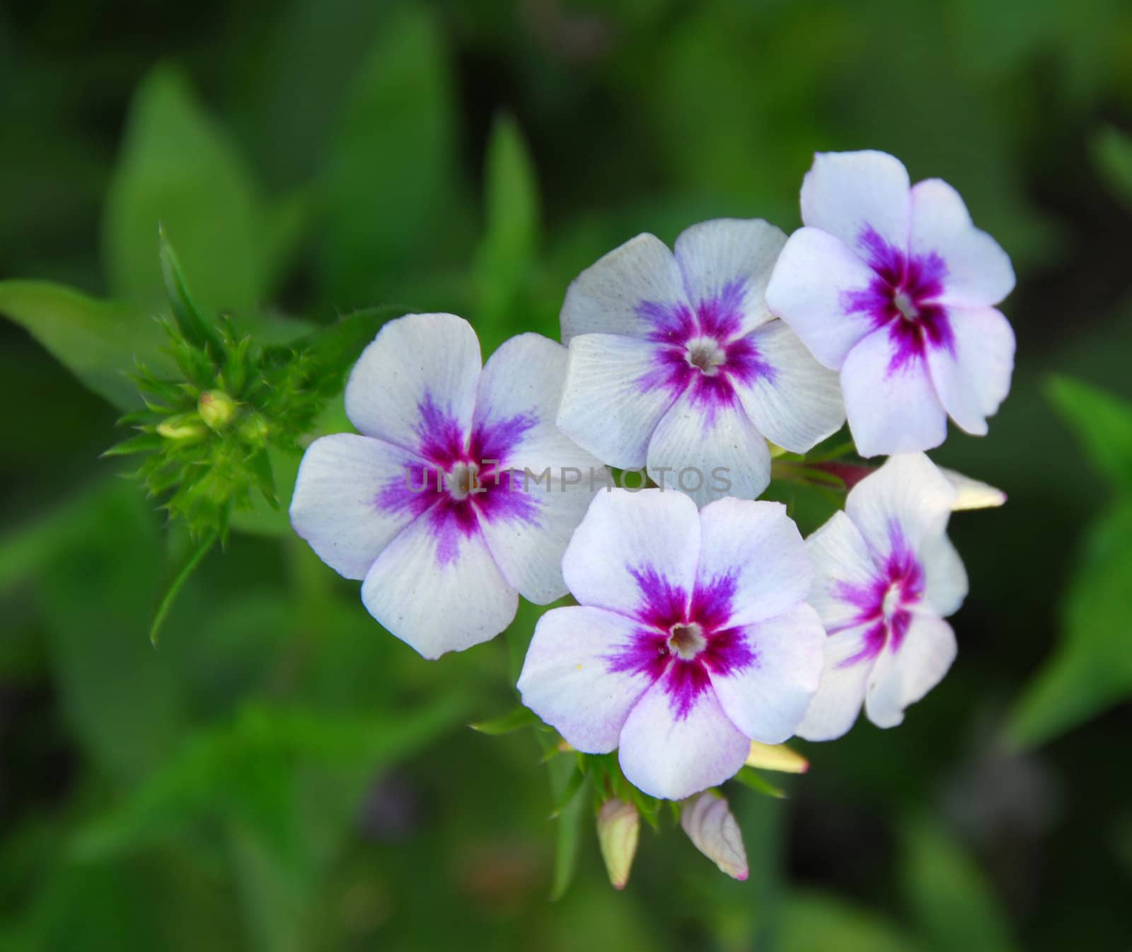 An isolated shot of Purple vinca Periwinkle Flower