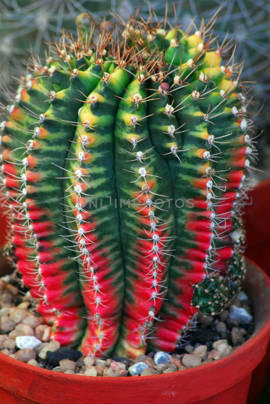 isolated closeup of red yellow green cactus indoor plant