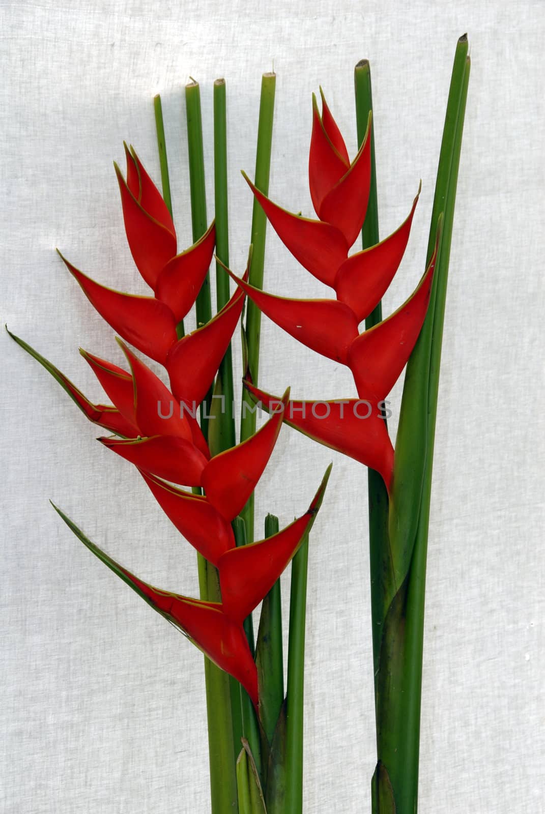 an isolated shot of orange Palm Flower