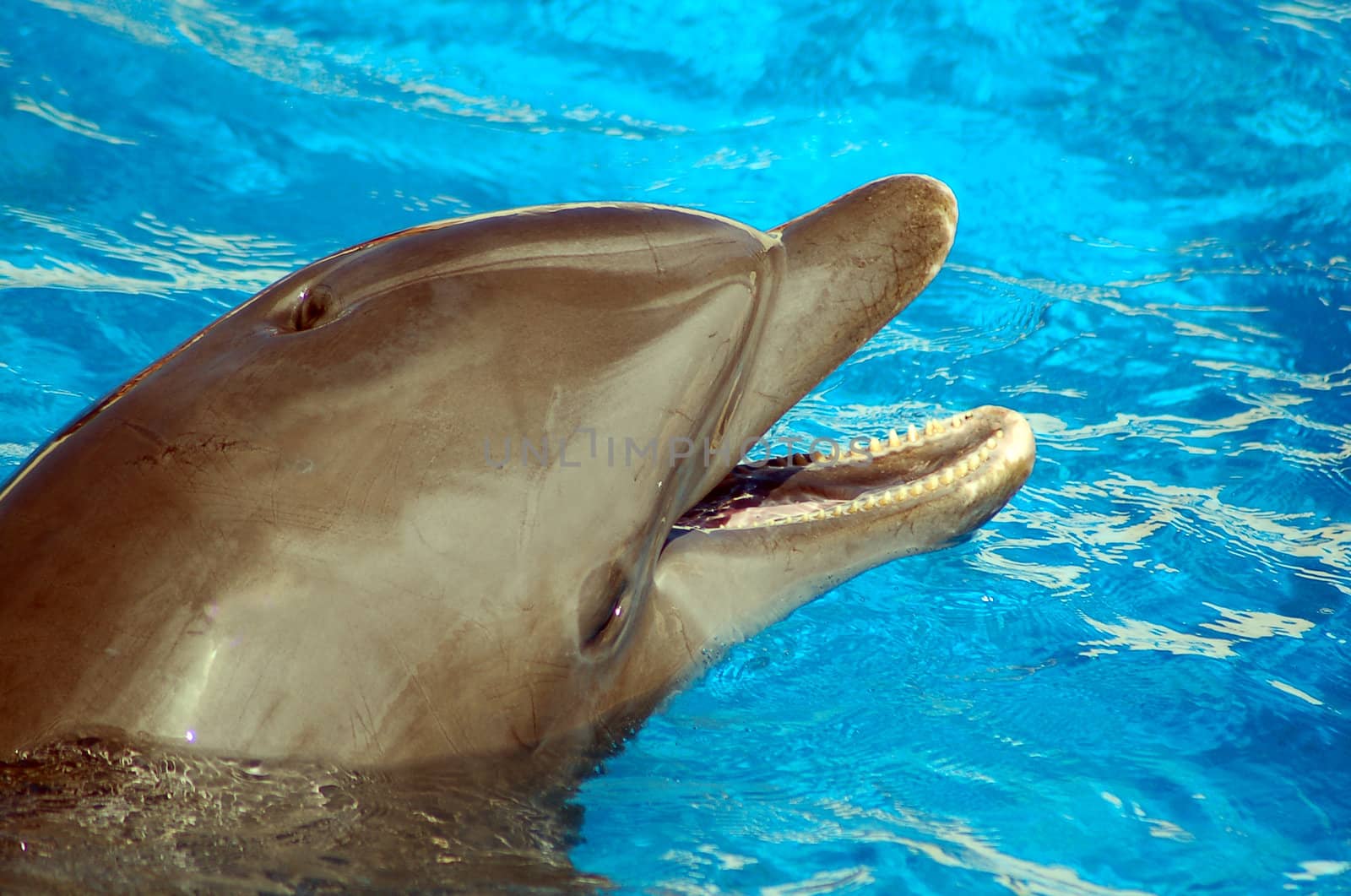 an isolated shot of a Dolphin Fish in water