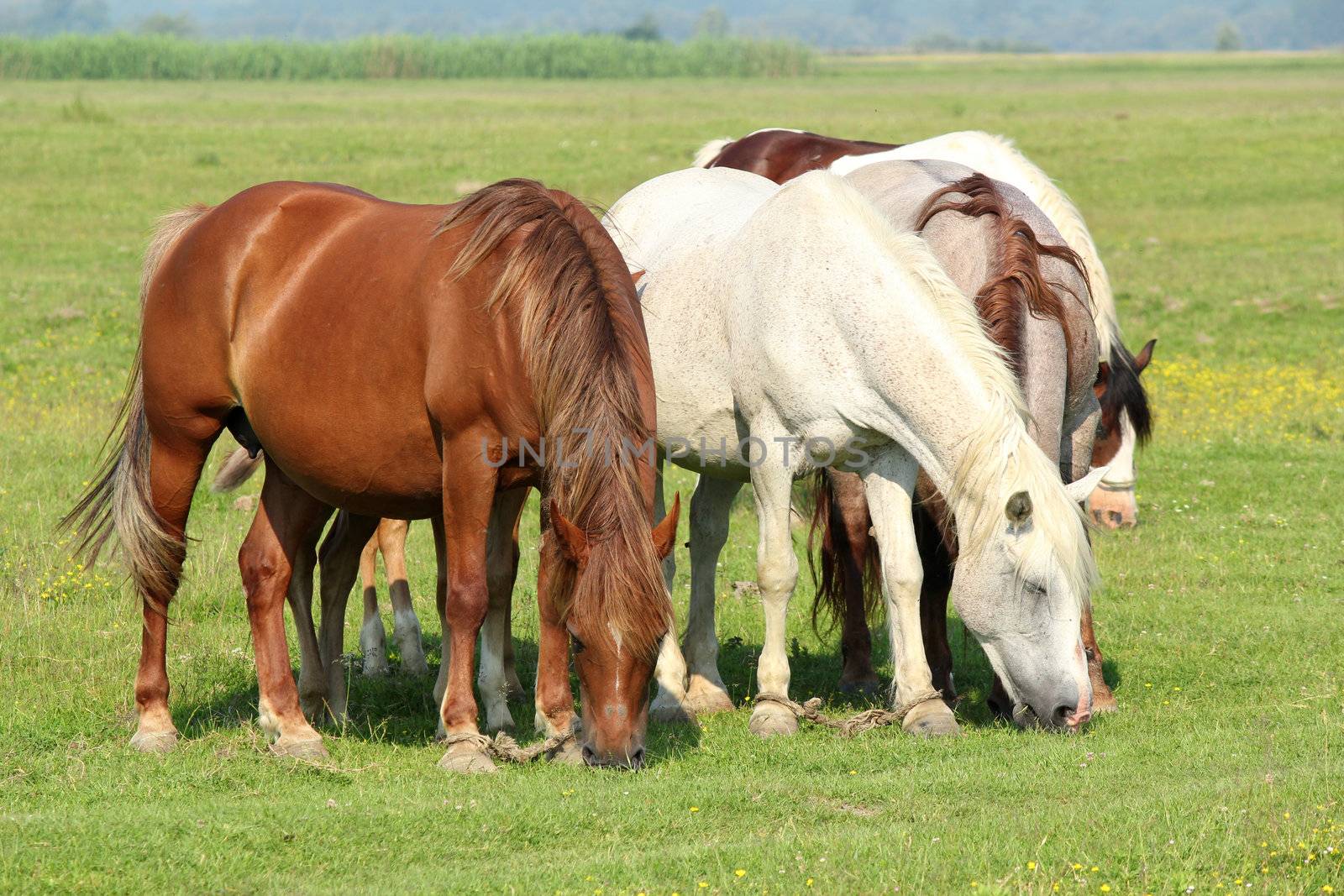 horses in pasture by goce