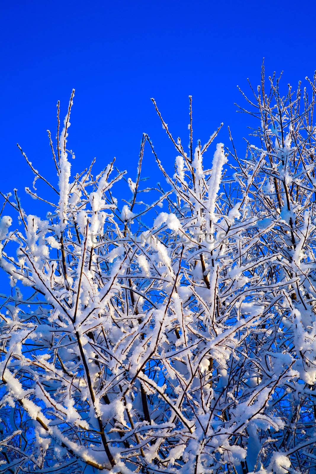 Snowy trees before blue sky 