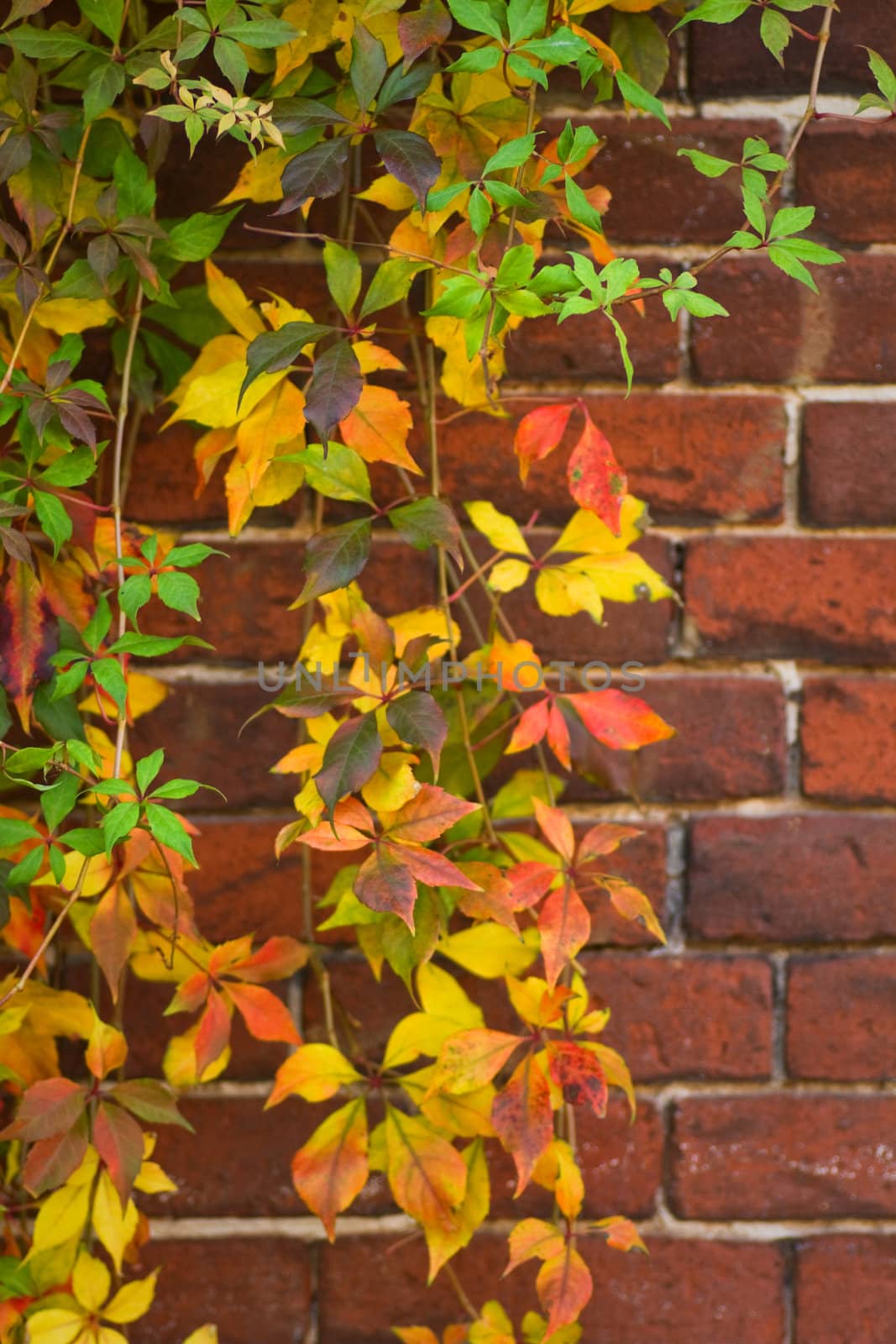 Brickwall and colorful Virginian creeper in autumn